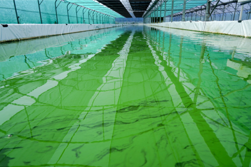 La cabane à Spiruline – Finca
