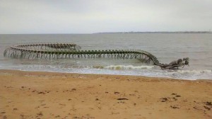 Le serpent d'Océan à Saint brévin les pins