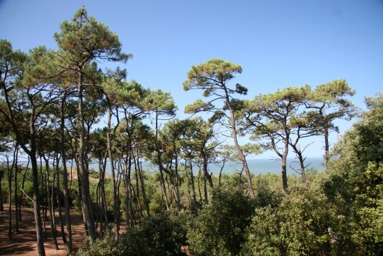 La Forêt de la Pierre Attelée