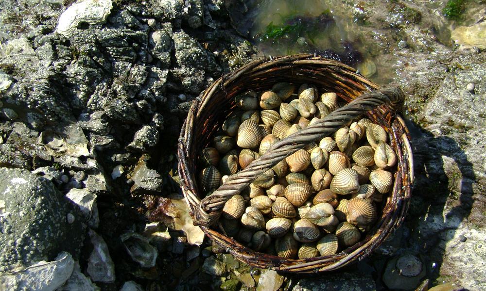 Pêche à pied « Entre coquillages et crustacés »